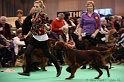 Crufts2011 914